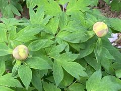 -狼山风景名胜区