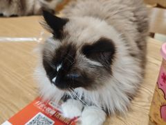 -藏猫猫咖啡主题馆(中央大道店)