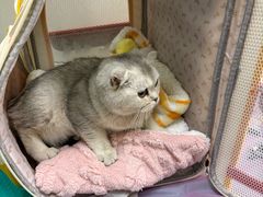 -北京观赏动物医院·24小时大型综合·猫专科·异宠专科