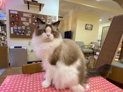 -滚猫咖啡·猫咖·猫友好撸猫(未来城店)