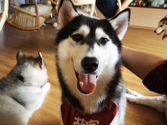 -Husky Go! 哈士奇体验馆·宠物咖啡厅狗咖
