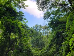 -大岭沟猕猴桃谷风景区