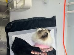 -达爱动物医院·犬猫分区·CT·复杂眼科(远洋山水分院)