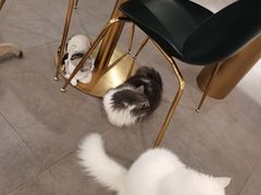 -飞行喵MR PILOT|猫舍·猫咖(静安大融城店)