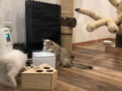-袖虎·猫馆(体育西路店)