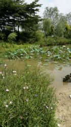 莲花池-云湖游乐园