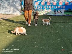 -宠物寄养训练学校