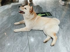 -猫小院猫主题餐厅(南锣旗舰店)