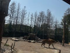 -上海野生动物园老虎餐厅