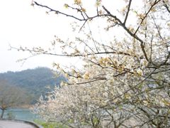 -广州市流溪河国家森林公园