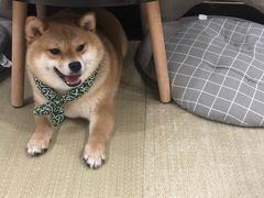 -逗柴咖啡屋·狗咖猫咖宠物桌游