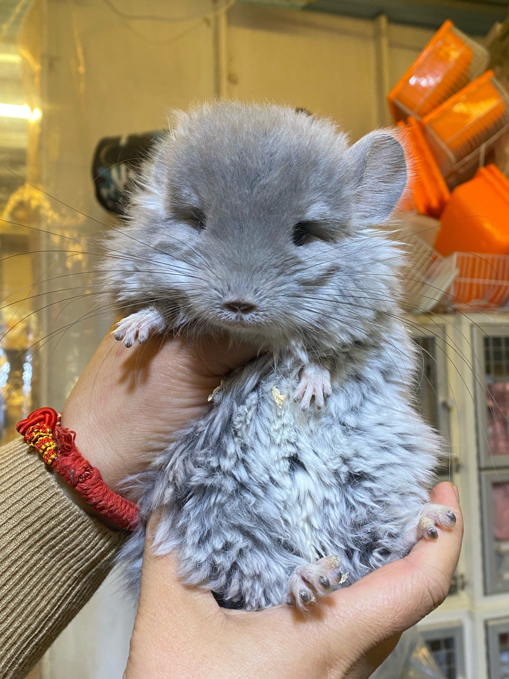 怎么会有这么圆嘟嘟的小龙猫呀!