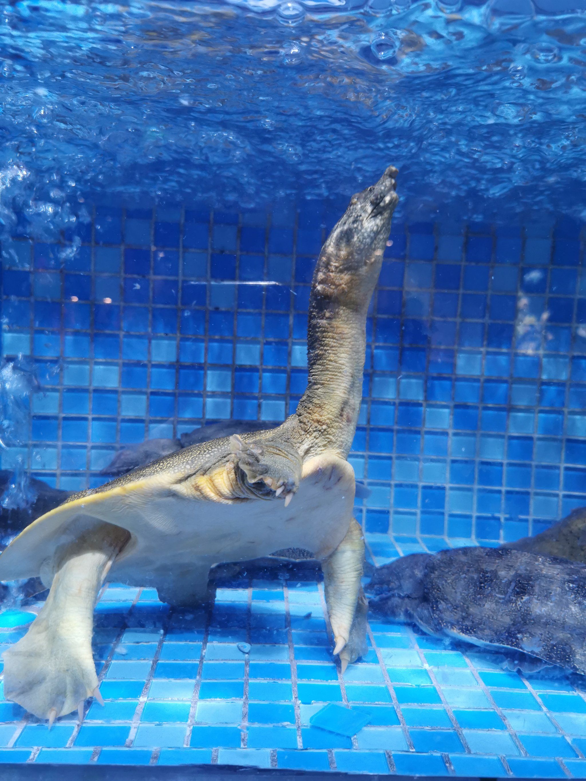 今天我是水中的小王八