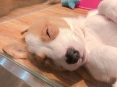 -狗道宠物(常熟印象城店)