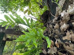 -广州神农草堂中医药博物馆