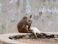 -西安秦岭野生动物园