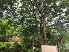 -广州神农草堂中医药博物馆
