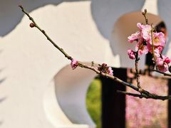 -梅花山(明孝陵内)