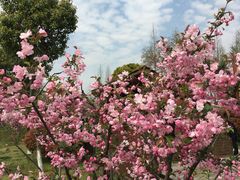 -田园东方蜜桃村的田野营地