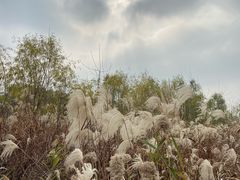 -盐城丹顶鹤湿地生态旅游区
