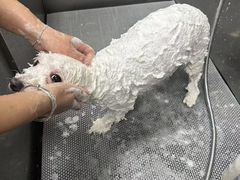-北京观赏动物医院·24小时大型综合·猫专科·异宠专科