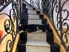 -喜柴咖啡·柴犬狗咖