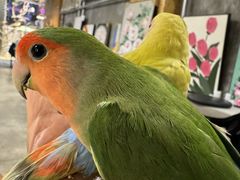 -吾叁·吉趣鸟咖(万科店)