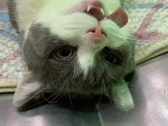 -艾贝尔宠物诊疗