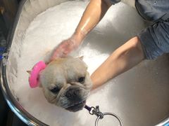 -PETKIT小佩宠物·低压洗护(国顺东路店)