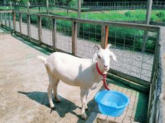 -前小桔亲子创意农场·草莓采摘·露营烧烤