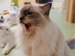 -猫和宫(六道口店)