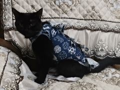 -美联众合动物医院(·中兽医·疑难杂症·严家桥分院)