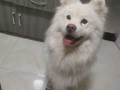 -派多格宠物·购宠(靛厂路店)