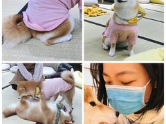 -逗柴咖啡屋·狗咖猫咖宠物桌游