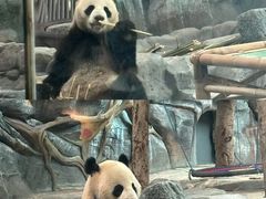 -武汉动物园