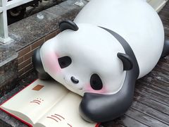 -轩客会(熊猫书店)
