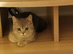 -猫大福·Fortune Cat猫舍(百子湾店)