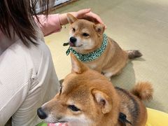 -逗柴咖啡屋·狗咖猫咖宠物桌游