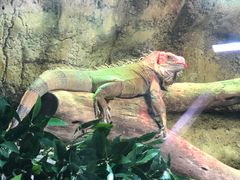 -迪拜水族馆及水下动物园