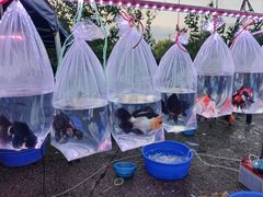 -中环花鸟鱼虫市场