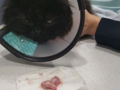 -爱诺耐芙动物医院(万博店)