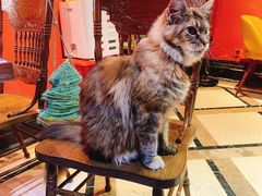 -猫色咖啡·猫咖