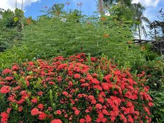 -海南热带野生动植物园