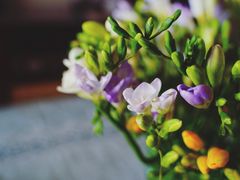 -双季花艺园艺市场(浦东店)