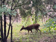 -北京麋鹿生态实验中心
