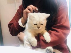 -喵屿·大理花园猫咖