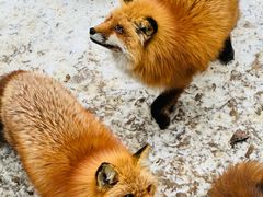 -宫城藏王狐狸村