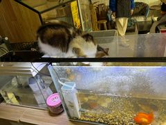 -平行世界·猫咖(首经贸店)