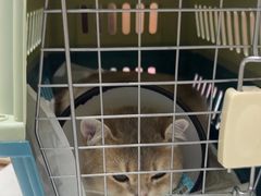 -宠颐生宠物医院·异宠猫科内科·诊疗中心宠巢店