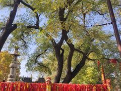 -大槐树寻根祭祖园